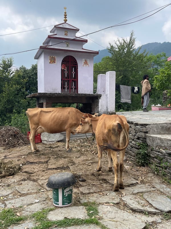 Morning life documented in mountain village Haini, India