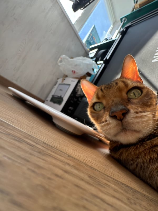 Bengal cat observed indoors during morning hours