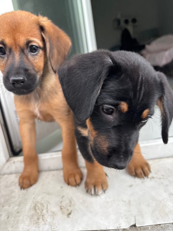 Puppies photographed in various indoor domestic settings over 20 minutes