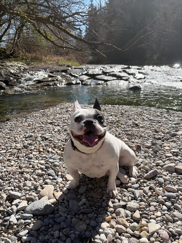 Dog enjoys morning creek visit in Swiss countryside