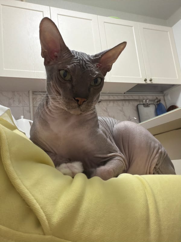 Sphynx cat, sunset views, and a gentle adoption nudge in Izhevsk