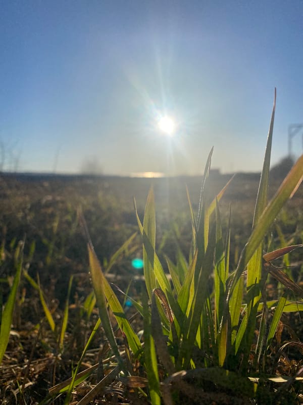 Sunlit grass photographed under clear skies in Ольховка, Russia