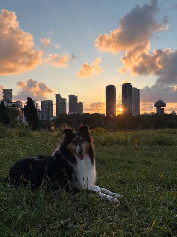 Border collie spotted in daisy field in Ramat Gan