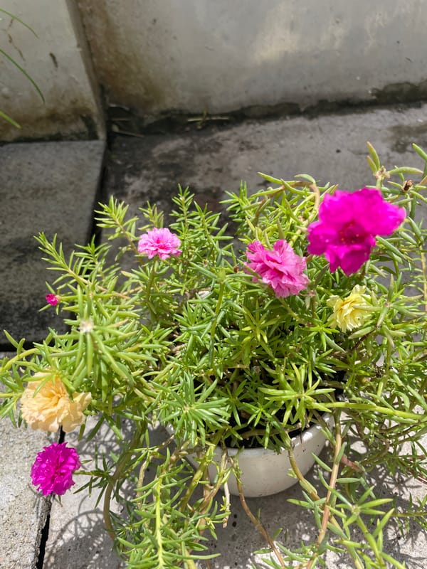 Colorful flowering plant spotted on concrete in Thailand