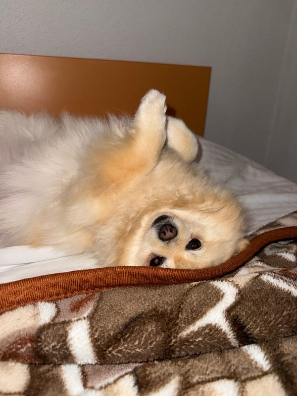 Pet owner documents sleeping Pomeranian during evening in Bulgaria