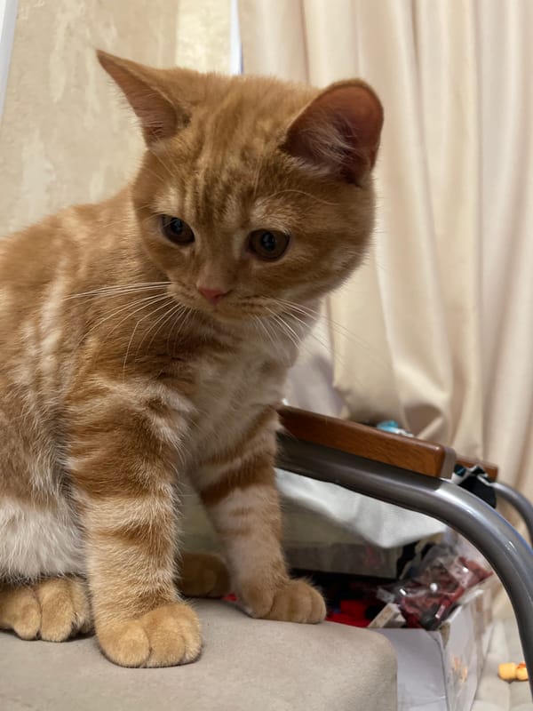Orange tabby holds down the fort in a Kommunarka apartment