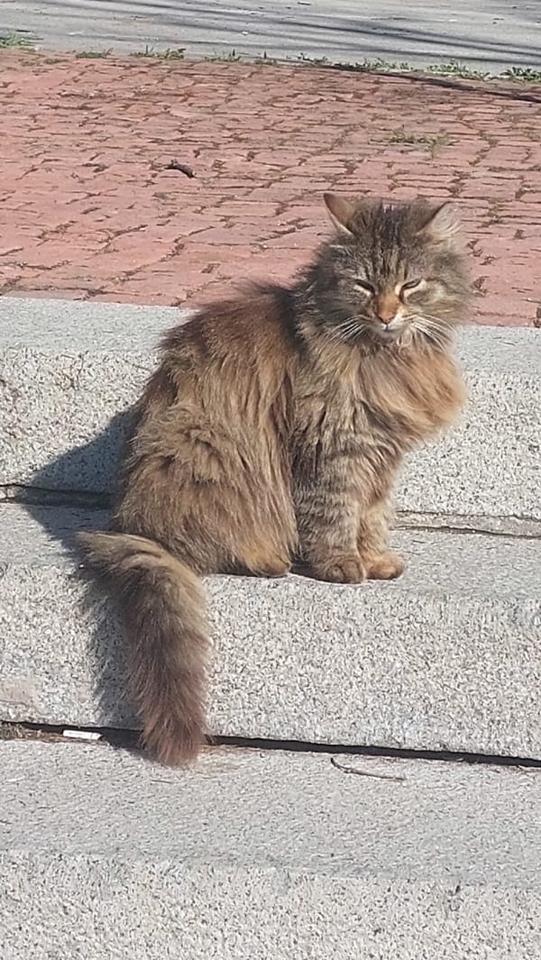 Cat rests on concrete surface in Gabrovo, Bulgaria
