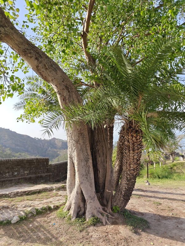 Park trees and Tibetan diorama documented at location