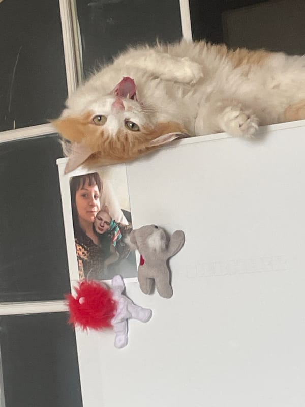 Orange cat photographed upside down with tongue out