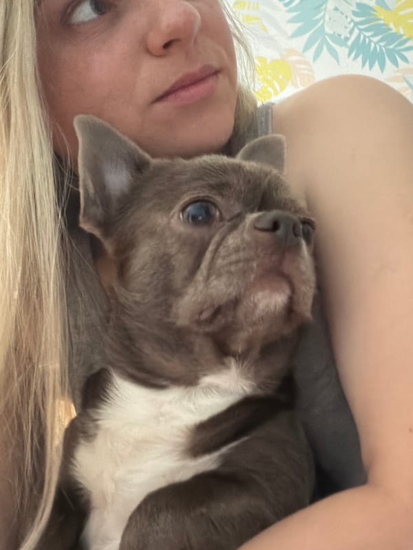 Chihuahua rests on floor in Votkinsk home