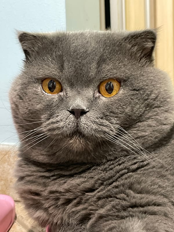 Gray cat claims pink slippers while a salad gets made nearby