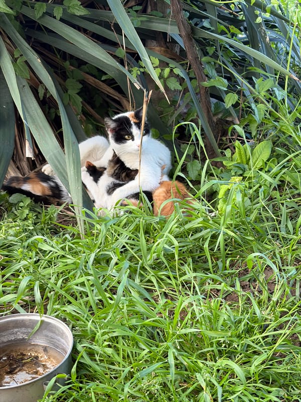 Calico cat spotted grooming in foliage in Brusen, Bulgaria