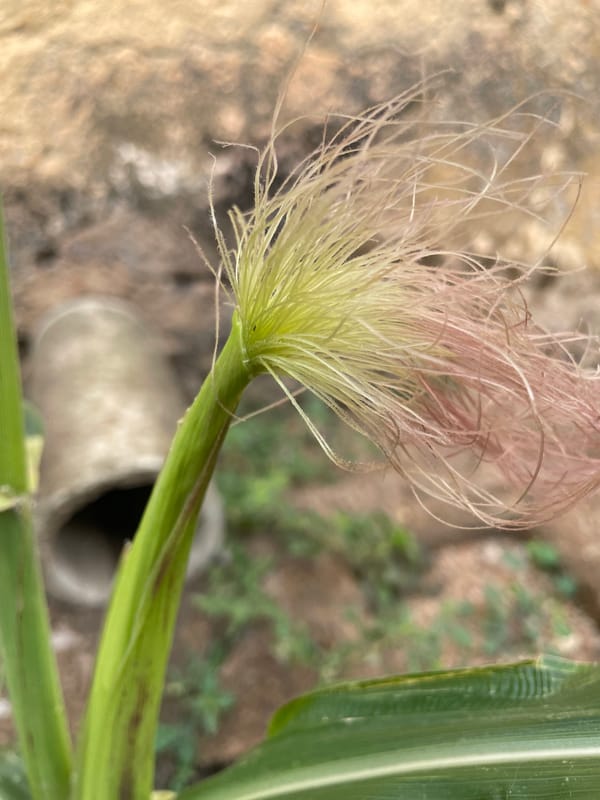 Morning scenes of daily life captured in Jos, Nigeria
