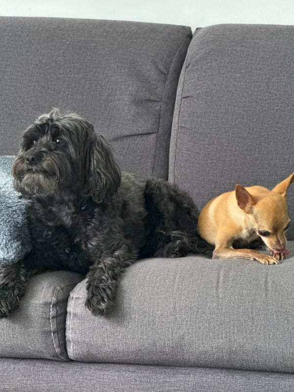 Quiet evening moments with pets documented in Mexican home