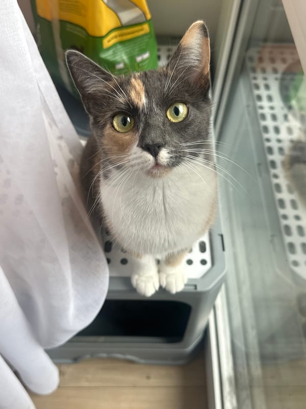 Rainy day at home: cats, selfies, wet leaves, and cartoons