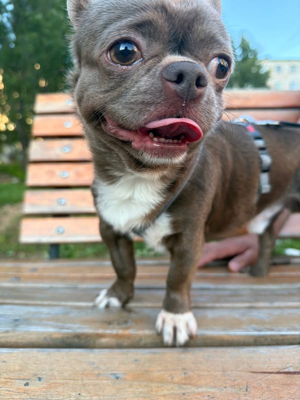 Chihuahua on a park bench in Votkinsk, Russia