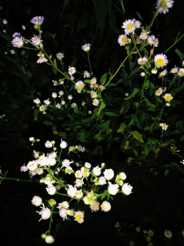 Summer evening stroll through Horishni Plavni: nature, sketches, dusk