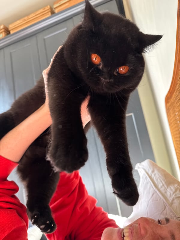 Person holds black cat indoors in London