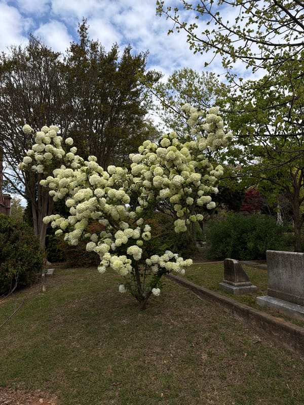 White flowering tree blooms in Atlanta cemetery park