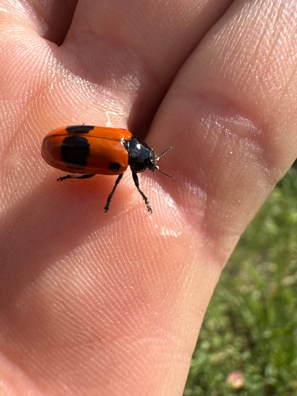 Backyard ducks, blooming roses, and a beetle on a summer afternoon