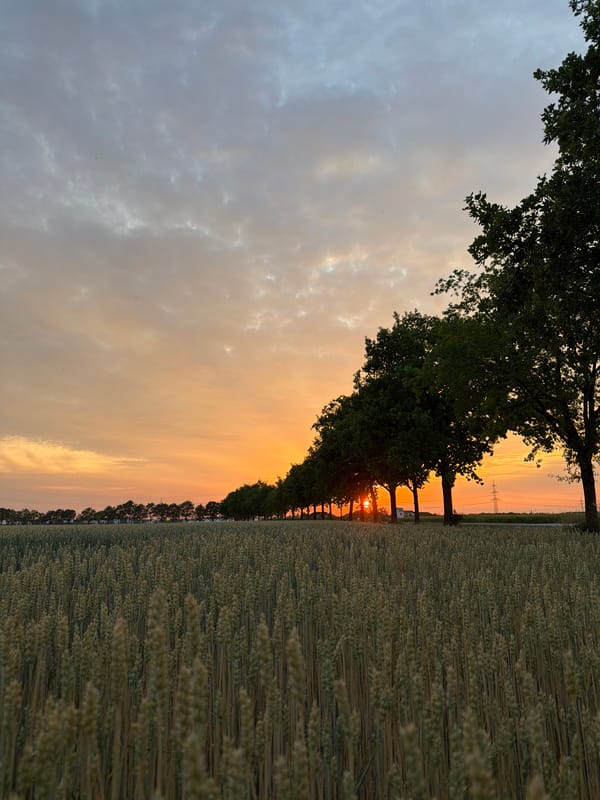 Golden wheat field at sunset, Poing, Germany