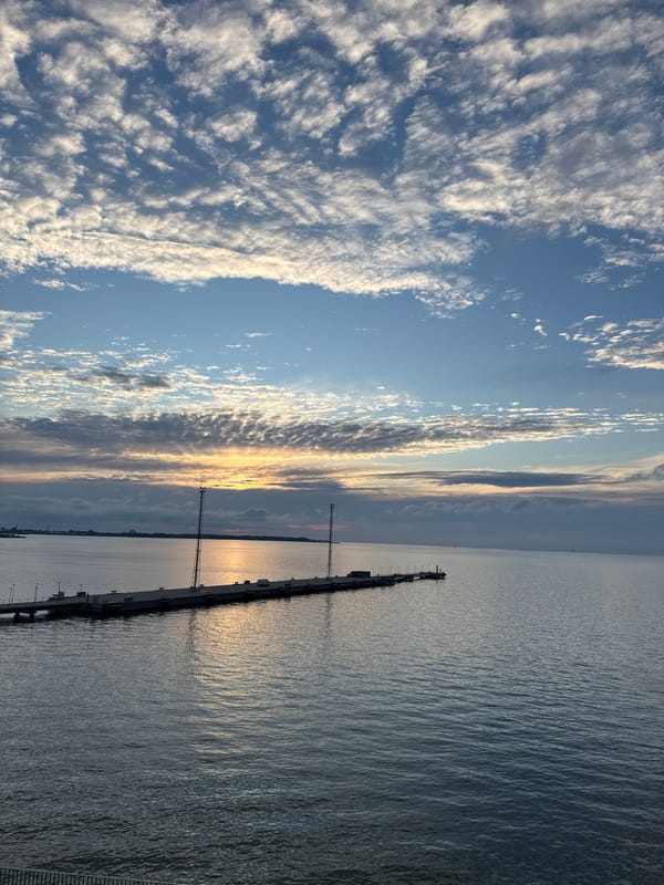 Tallinn waterfront at golden hour: ships, sea, and hydrangeas
