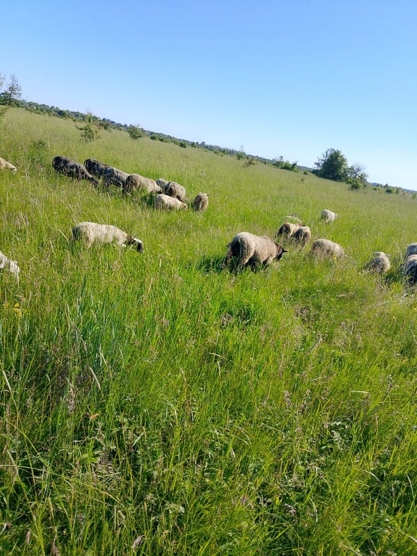 Pastoral countryside scene with grazing sheep and winding paths documented