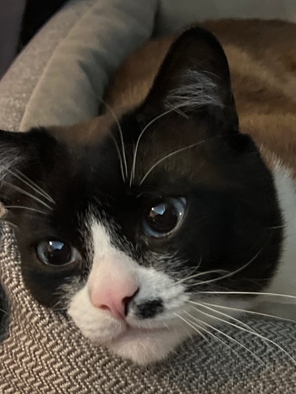 Family domestic moments captured in Noviy, Russia apartment