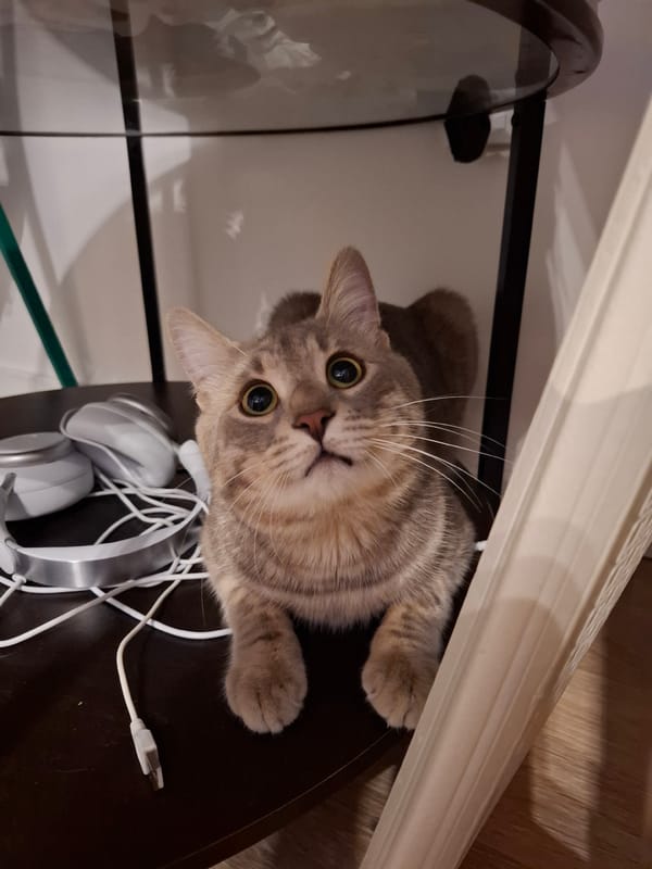 Late night snacking session with tabby cat in Zemun