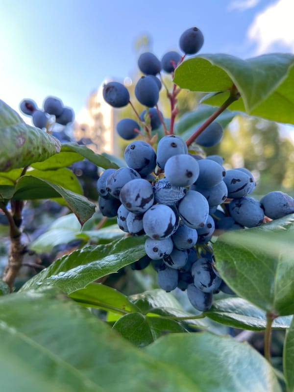Garden statues, wild berries, and a resting cat