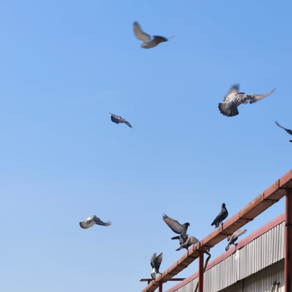 Urban scenes captured in Hrodna showing pigeons and street commerce