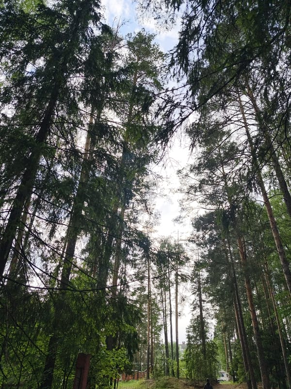 Family documents forest outing and medal ceremony in Noviy