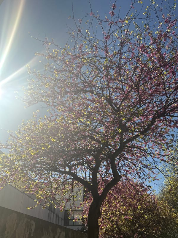 Spring blooms and canal reflections documented in Pantin