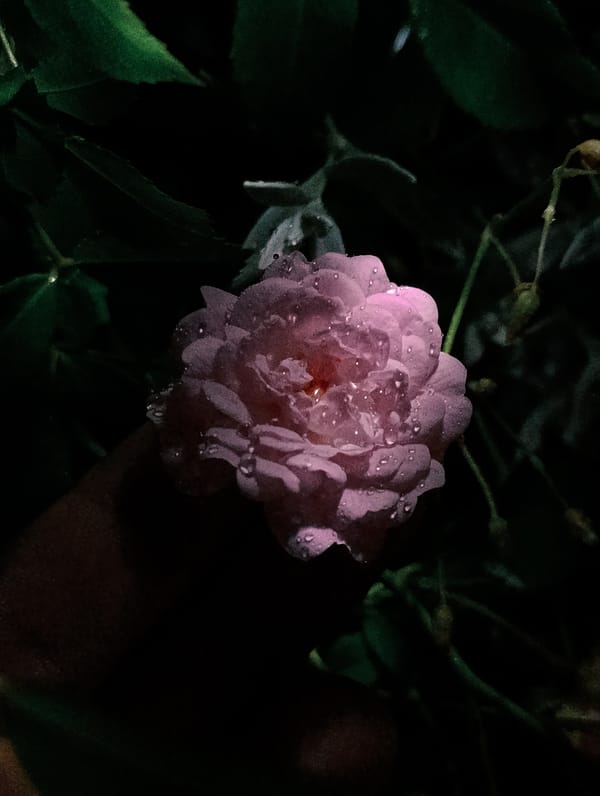 Nighttime macro shots of dewy pink roses and peonies