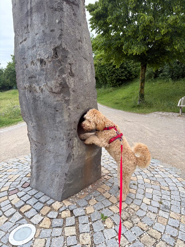 Dog enjoys afternoon walk through Poing countryside and monuments