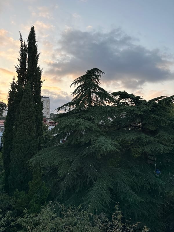 Treetop views and personal moments from a Sochi vantage point