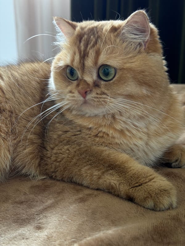 Ginger cat rests and plays with string on a blanket
