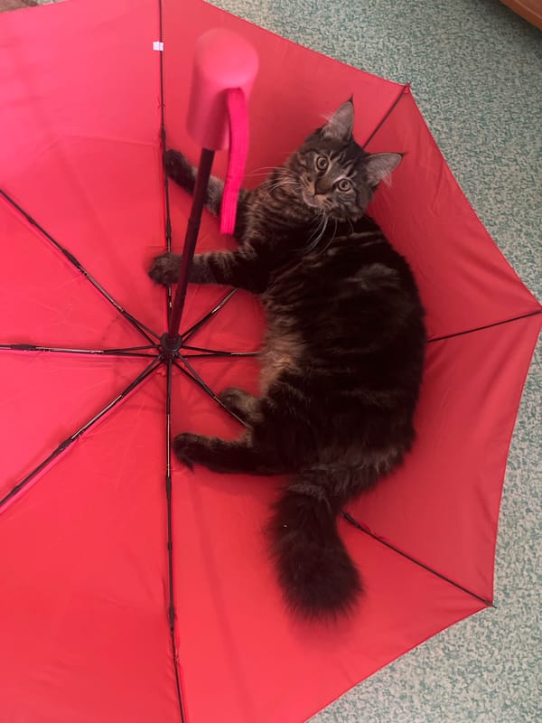 Tabby cat lounging inside a red umbrella on a carpet