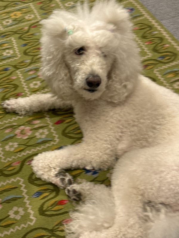 Small white dog rests on patterned rug in Krasnoyarsk