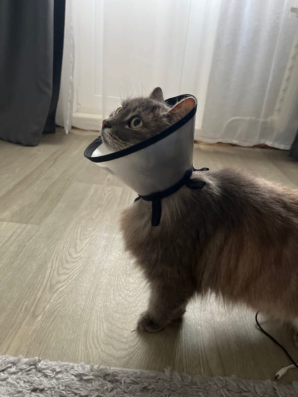 Cat recovers from veterinary procedure in Russian village