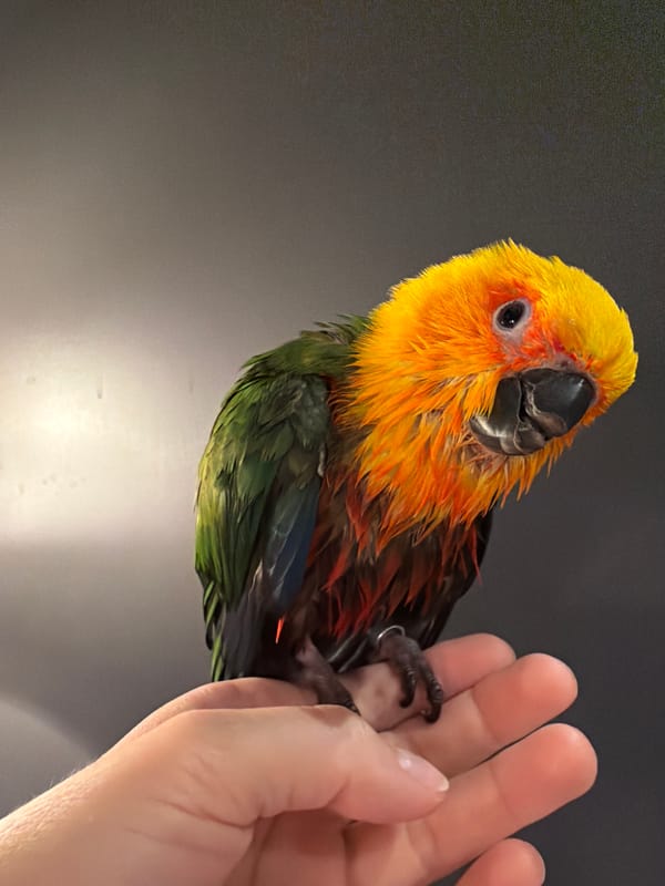 Sun conure parrot bath time in a Khimki bathroom