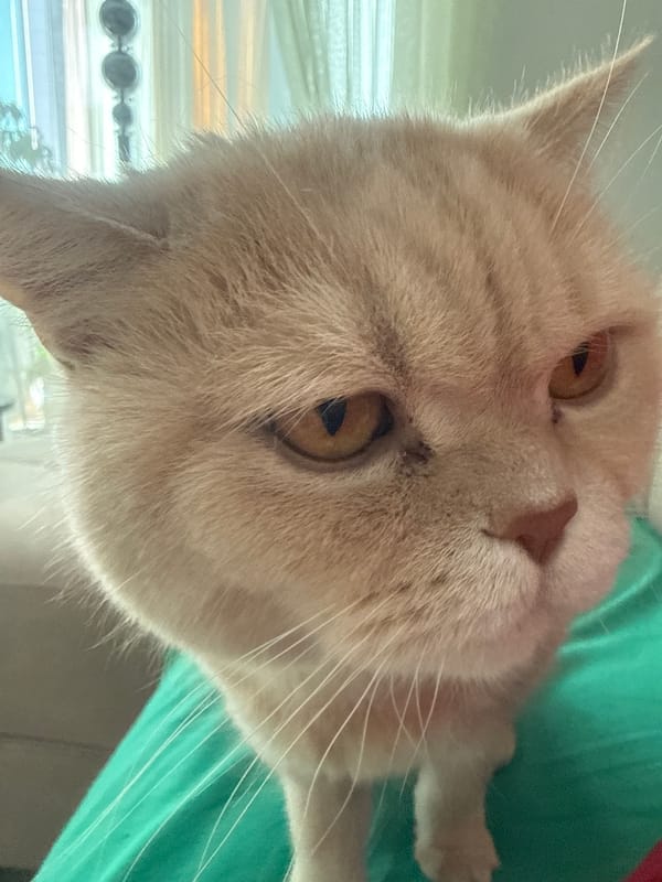 Light-colored cat photographed in various indoor positions over 29 minutes
