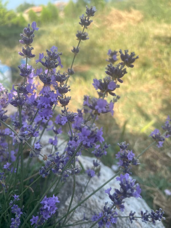 Wandering a blooming herb garden decorated with paper lanterns