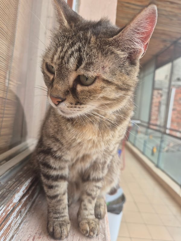 Tabby cat observed resting, cosmetic products documented nearby