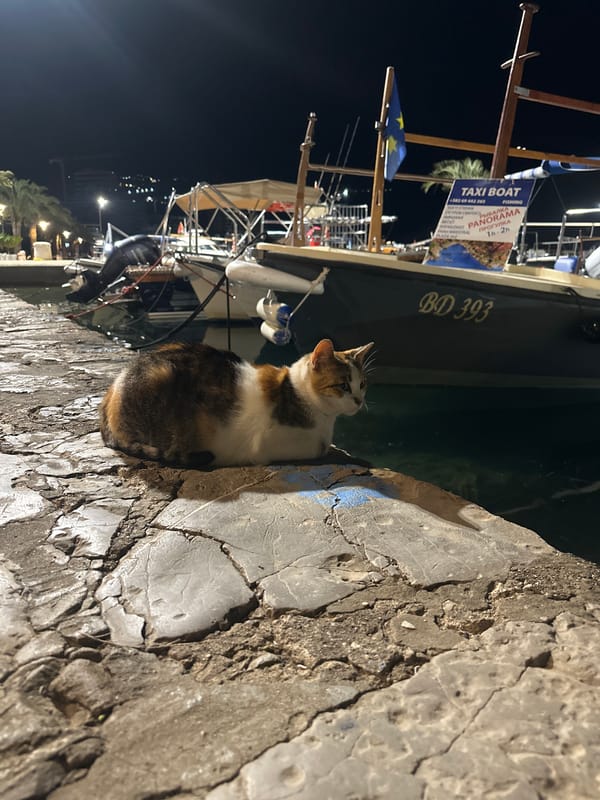 Evening stroll through Budva captures cat encounters, nightlife