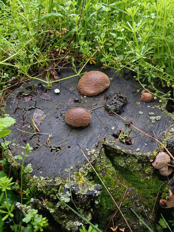 Animals and nature spotted in Pleven park during spring afternoon