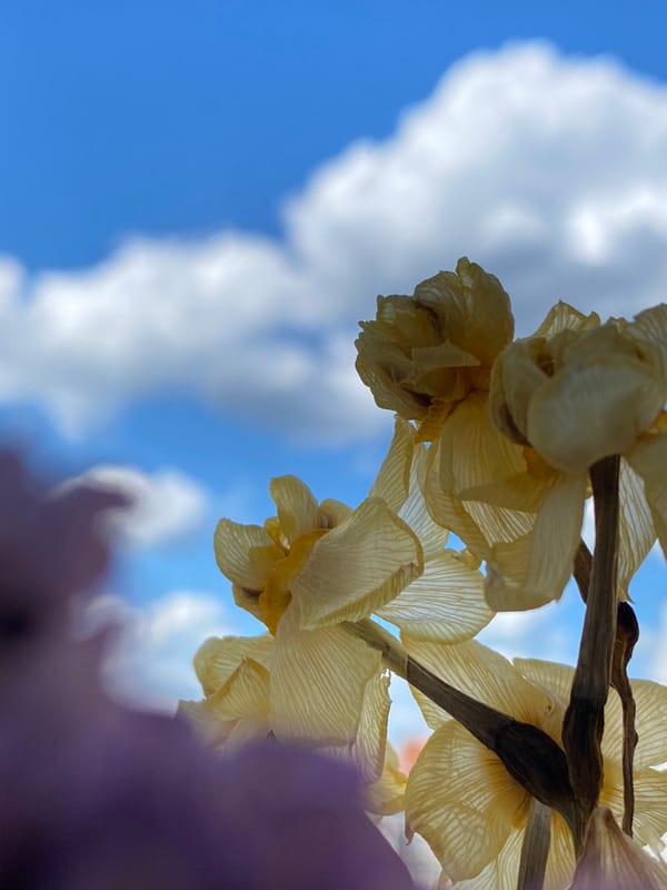 Quiet summer morning in Chaikovsky: flowers, books, and chill portraits