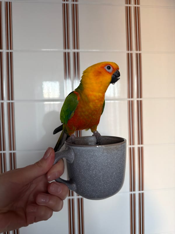Woman documents afternoon with pet parrot in Khimki apartment