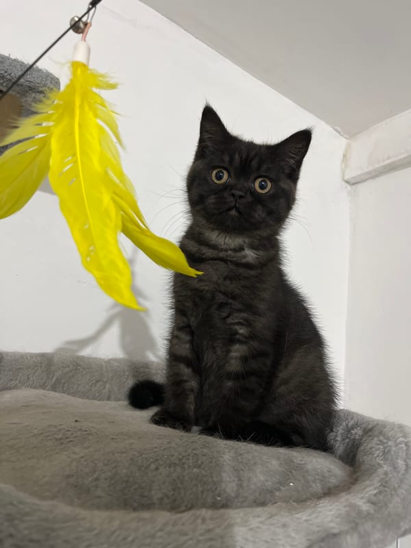 Kittens spotted in various indoor locations in Kulata, Bulgaria