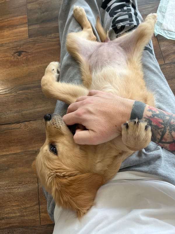 Family enjoys morning playtime with golden retriever puppy in Bulgaria